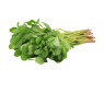Semizotu
